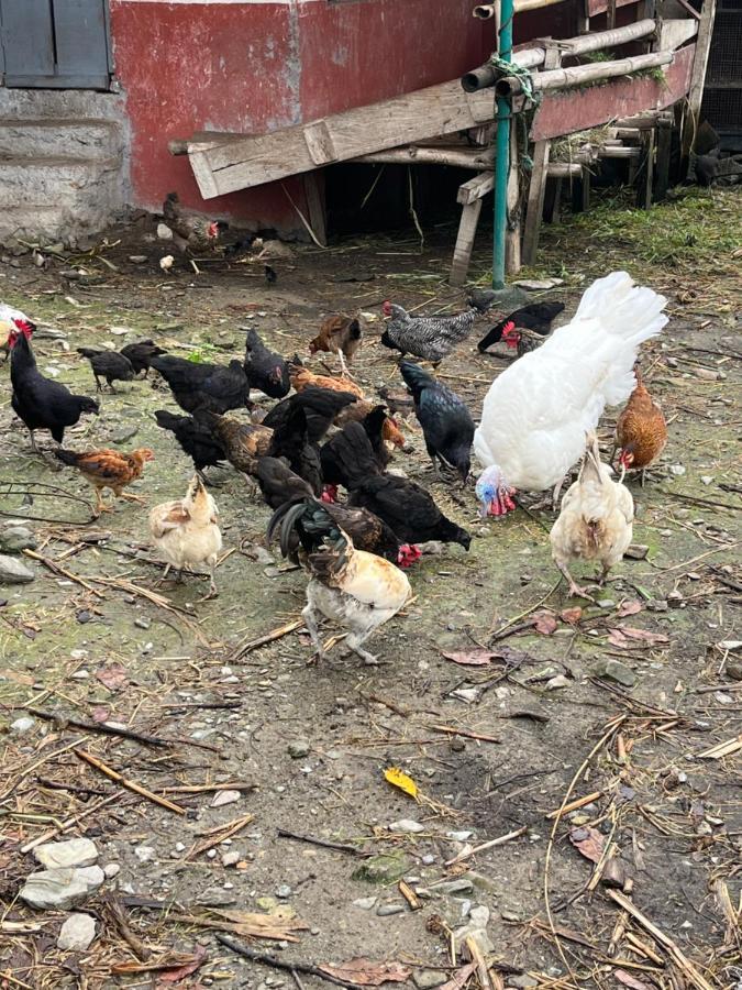 The North Face Inn'S Homestay Pokhara Luaran gambar